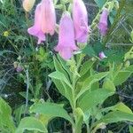 Digitalis thapsi Liść