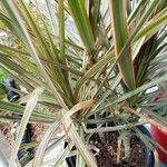 Dracaena reflexa Elinympäristö