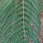 Colvillea racemosa Leaf