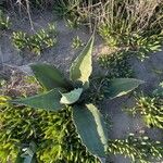 Agave asperrima Leaf