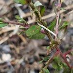 Lythrum hyssopifolia Blatt