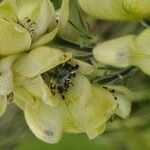 Aconitum anthora Λουλούδι