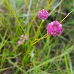 Polygala longicaulis Flower