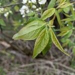 Prunus pensylvanica Hoja