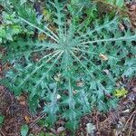 Cirsium vulgareBlad