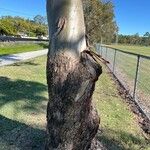 Corymbia citriodora Bark