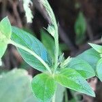 Spigelia humboldtiana Leaf