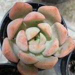 Echeveria colorata Deilen