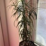 Dracaena reflexaLapas