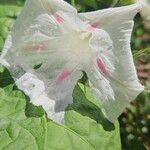 Ipomoea purpureaFlor