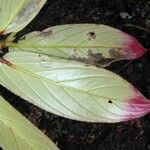 Columnea maculata Hoja