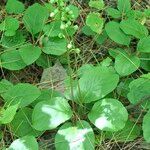 Pyrola elliptica Fiore