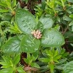 Chamaemespilus alpina Celota