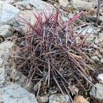 Ferocactus cylindraceus Foglia