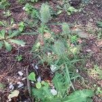 Trifolium angustifolium Libunga