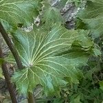 Eryngium alpinum برگ