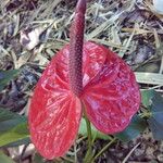 Anthurium andraeanum Flower