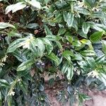 Sarcococca orientalis Leaf