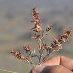 Noaea mucronata Blüte