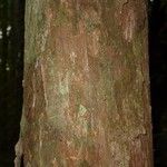 Pouteria flavilatex Bark