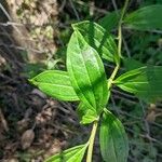 Baccharis trinervis Lapas