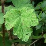 Rubus alceifolius Liść