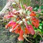 Kalanchoe delagoensis Fleur