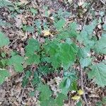 Acer × bornmuelleri Deilen