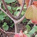 Cornus kousa Bark