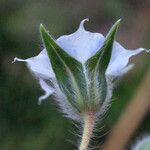 Trichodesma zeylanicum Floare
