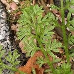 Cotula australis Leaf