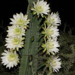 Cereus hildmannianus Folha