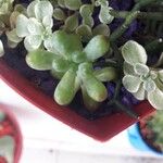 Sedum allantoides Folha