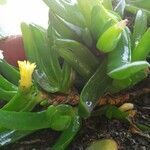 Glottiphyllum linguiforme Fuelha