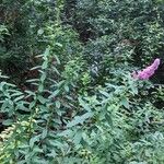 Spiraea salicifolia Habitat