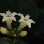 Hymenocoleus libericus Flower