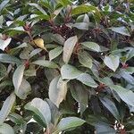 Photinia serratifolia पत्ता