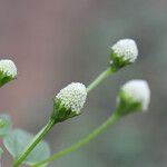 Acmella radicans Blomma