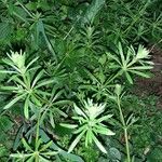 Galium aparine Costuma