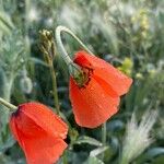 Papaver dubium Цветок