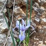 Iris histrio Fleur
