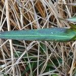 Lychnis flos-cuculi Blatt