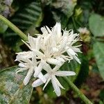 Coffea canephora Квітка