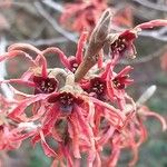 Hamamelis × intermedia Çiçek