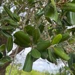 Manilkara hexandra ഇല