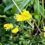 Draba aizoides 花