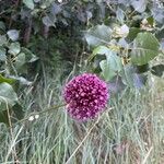 Allium atroviolaceum Flower