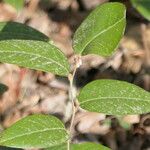 Leucothoe axillaris Feuille