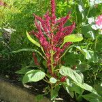 Celosia argentea Habit