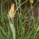 Carex flacca Floare